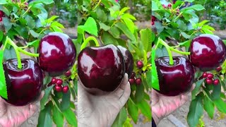 cherry fruit cherry ka fruit mazedar taste ke sath  Gilgit ke mashoor cherry [upl. by Nulubez489]