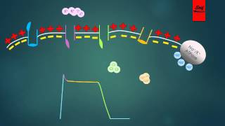 Mechanism of Action of Antiarrhythmic Drugs [upl. by Nylrad92]