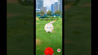 Caught shiny ✨️ Togedemaru 😉😉 Day 0130 catching shiny pokemon shorts youtubeshorts [upl. by Naillil838]