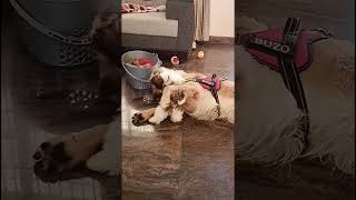 shih tzu puppy and golden retriever dog fight funny dogs videoviralshort [upl. by Mercier]