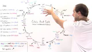 Overview of Citric Acid Cycle [upl. by Eusebio]