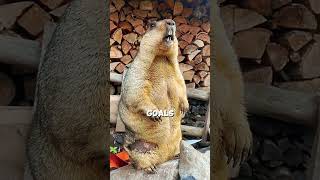 Marmot Life Eat and Sleep marmot cuteanimals funfacts [upl. by Preiser]