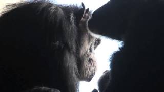 Chimpanzees Grooming UpClose Video [upl. by Nerej614]