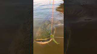 এত বড় মাছ ছোট লেক থেকে ধরা।। Such a big fish is caught from a small lake shorts fishing short [upl. by Angelia]