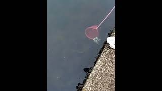 Catching flatfish fail shortviralvideo [upl. by Glory]