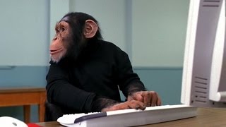 Chimps Can Beat Your Kindergartener at Video Games [upl. by Deach]