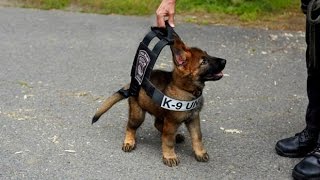 Polizeihunde im Dienst  So behilflich sind Hunde geworden  DOKUMENTATION 2016 HD NEU [upl. by Ainod]