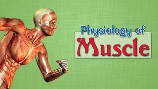 Easy Physiology  Muscle  1Excitation Contraction Coupling [upl. by Otis]