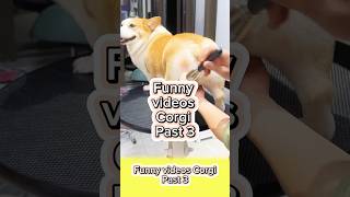 Funny videos Corgi  past 3 dog viral pets corgi funny dogshorts animals shorts [upl. by Anauqed]