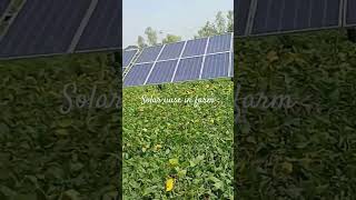 Solar system farm sosloagricultureshorts [upl. by Otreblon]