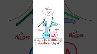 Anatomy of Veins Vessels Axillary Subclavian SVC Heart…doctor nurse biology physics mcat [upl. by Eadwina457]