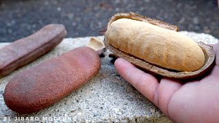 PROBANDO LA ALGARROBA FRUTA CASI EXTINTA EN PUERTO RICO [upl. by Lawler199]