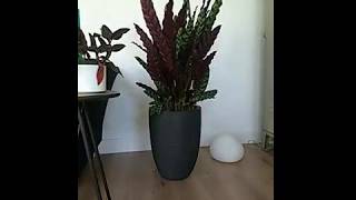 Calathea timelapse opening amp closing [upl. by Schriever633]