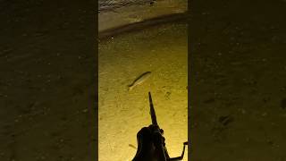 Blowgun Fishing second view blowgunfishing bowfishing carpfishing fishing archery bwfilms [upl. by Charmain141]