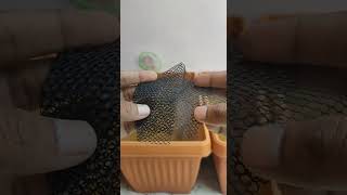 Guppy fish breeding best feed formula guppy fish breeding formula bettafish viralshort video [upl. by Cutter]