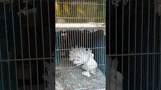 kobutor fancy reels birds tending shortvideo viralvideo youtubeshorts [upl. by Retnuh]