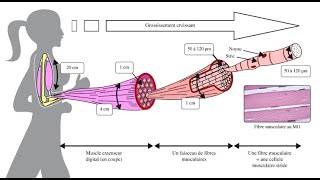 physiologie de la contraction musculaire [upl. by Land]