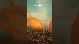 Fish tales disney thelittlemermaid fish animals [upl. by Htepsle]