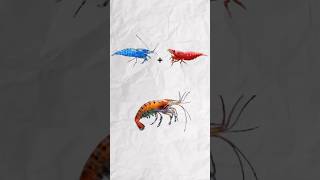 Wait for the result shorts ytshorts fishtank aquarium shrimp shrimpbreeding [upl. by Hgielah295]