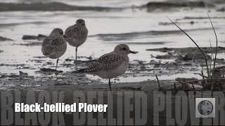 Blackbellied Plover [upl. by Drauode]