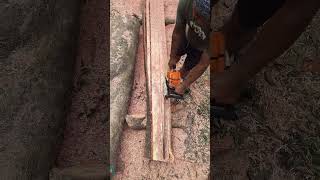 Cutting jiya tree  Chukrasia treecutting treeremoval treetrimming woodworking woodhouse [upl. by Aimahc]