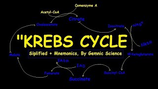 quotKrebs Cycle Made Simple StepbyStep Pathway with Easy Mnemonics 🌀quot [upl. by Lerad]