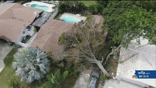 Whos responsibility is it when a tree falls on your property [upl. by Till]