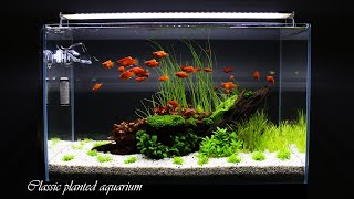 CLASSIC PLANTED AQUARIUM  Step By Step  Aquascaping [upl. by Retrak]