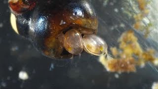 Ostracods  Mating Frenzy Seed Shrimp [upl. by Niwle763]