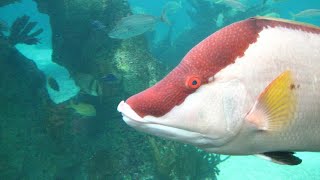 Facts The Hogfish [upl. by Aleehs]