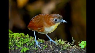 Yellowbreasted Antpitta 黃胸蟻八色鳥 [upl. by Shermie]