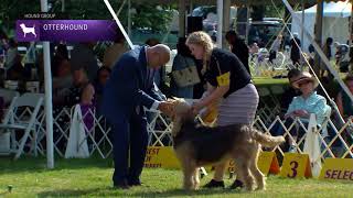 Otterhounds  Breed Judging 2022 [upl. by Charbonneau]