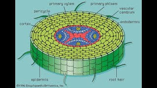 Vascular Cambium  Angiosperms [upl. by Kozloski786]