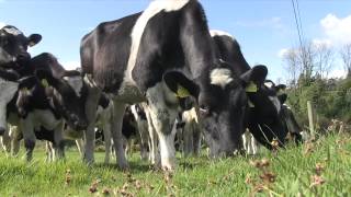 Cows Graze in a field [upl. by Fairleigh651]