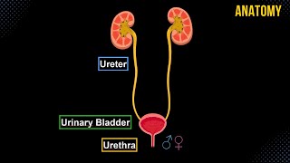 Ureter Urinary Bladder amp Urethra Structures amp Walls  Urinary System Anatomy [upl. by Temple879]