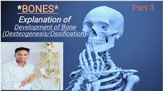 DEVELOPMENT OF 🦴 BONES OESTEOGENESISOSSIFICATION [upl. by Pollyanna]