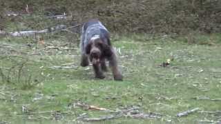 Italian Spinone Sh Ch Michiamo Baradello hunting [upl. by Wiencke]