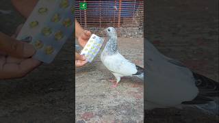 Pigeon vitamin cod livar oil  shorts vitamin pest pigeon kabutar [upl. by Hallvard854]