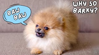 Why Do Pomeranians Bark So Much [upl. by Henryetta]