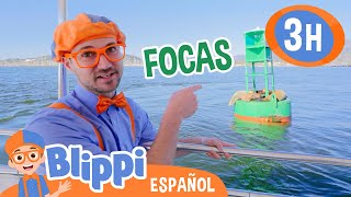 Blippi encuentra focas en el mar🦭🌊 Blippi Español  Videos educativos para niños Aprende y Juega [upl. by Adelle]