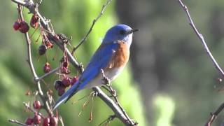 Western Bluebird male chirping [upl. by Carley]