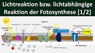 Lichtabhängige Reaktion Lichtreaktion Primärreaktion der Fotosynthese 12 Biologie Oberstufe [upl. by Etem]