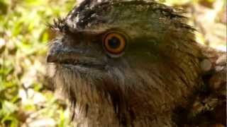 Tawny Frogmouth Podargus strigoides  Eulenschwalm 1 [upl. by Wendi]