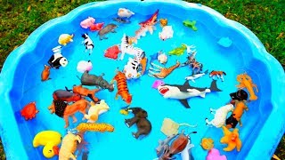 Lot of Wild Animals and Fun Sea Animals For Kids with Real Safari Videos [upl. by Rosner601]