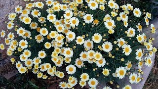 Cuidados y reproducción de la Margarita arbustiva Argyranthemum frutescens [upl. by Arraeis26]