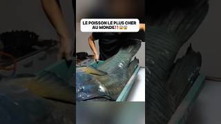 Le poisson le plus cher au monde‼️😱😱food delicious découverte poisson fish bluefish pourtoi [upl. by Sira]