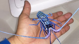 Rare BLUE Saltwater Lobster 1 and 1 million PET [upl. by Yeldnarb350]