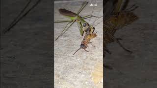 mantis vs hornet🐝🦟natureinsects birds insects animals shortsvideo wildlife nature [upl. by Ruphina]