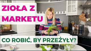 Zioła z marketu Czemu usychają Co zrobić by przeżyły Uprawa ziół na parapecie [upl. by Haywood]