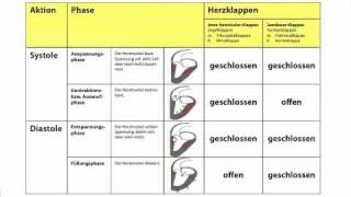 Herzaktionen  Systole und Diastole in der Heilpraktikerausbildung [upl. by Ydeh]